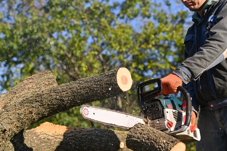 Top 5 Tree Service Companies in Burlington, Wisconsin
